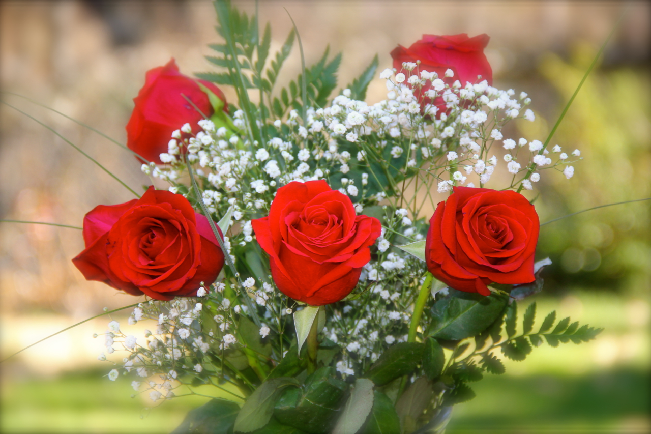 Amazing Red Roses From Valentines Day