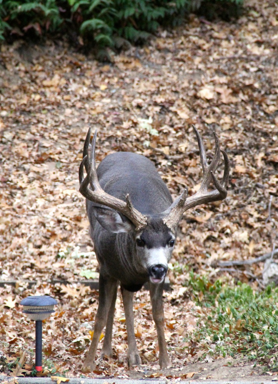 Big Old Buck Deer